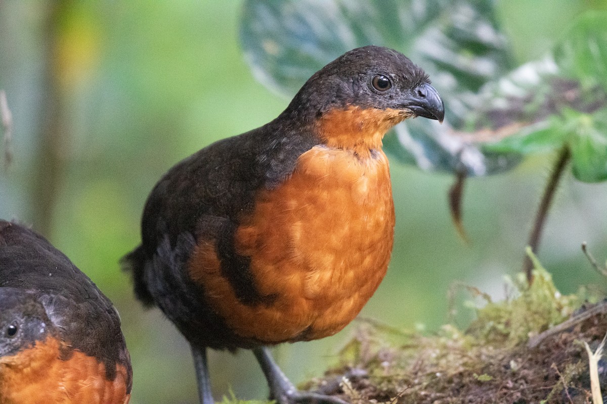 Dark-backed Wood-Quail - ML636602579