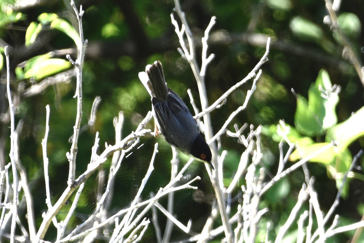 Sardinian Warbler - ML636602591