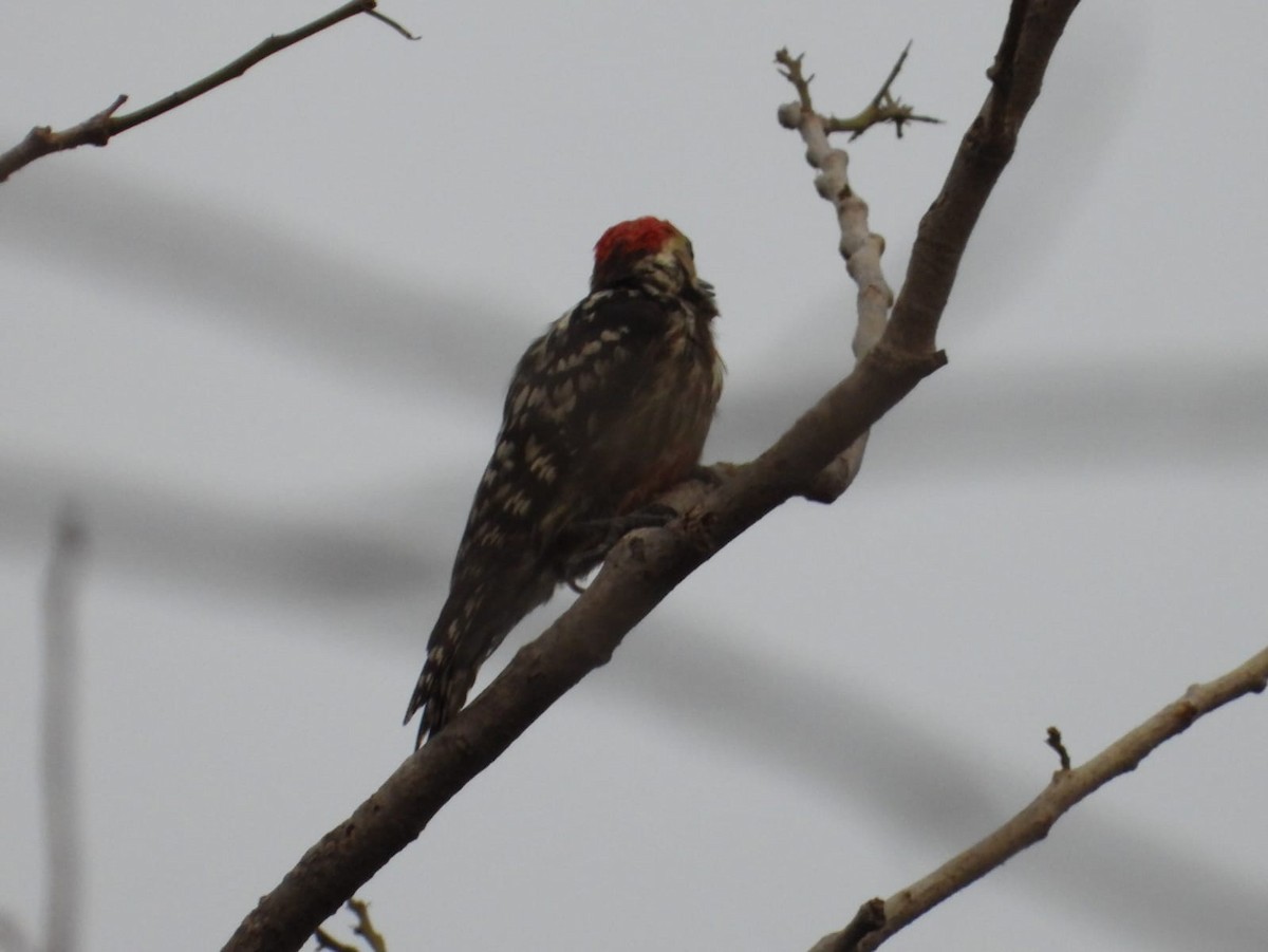 Yellow-crowned Woodpecker - ML636602596