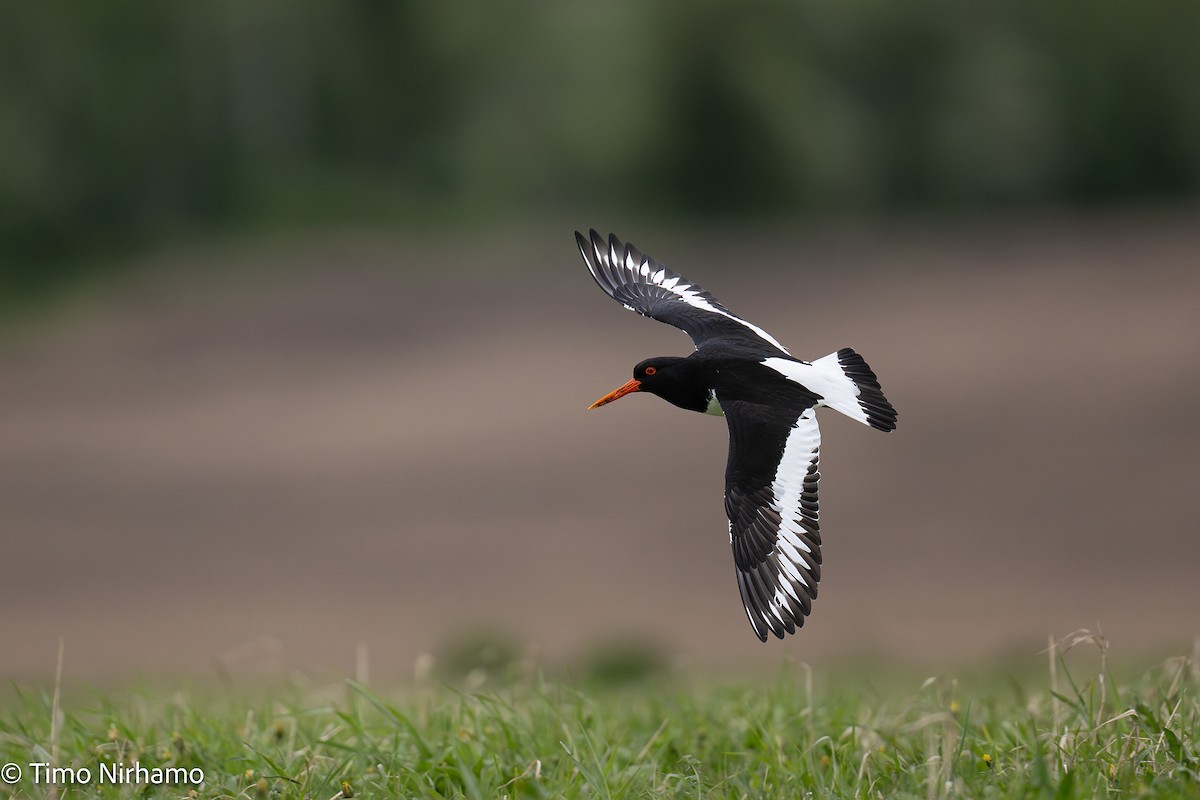 Eurasian Oystercatcher - ML636602620