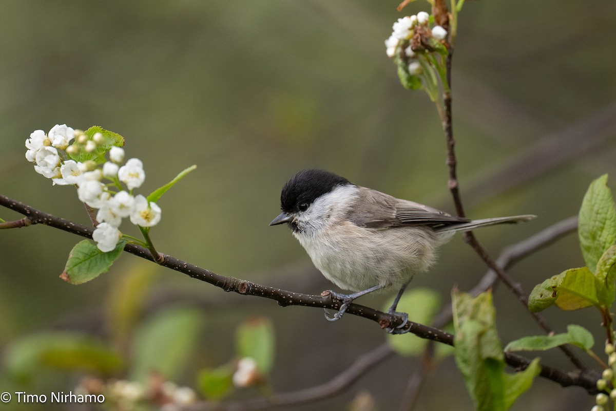 Marsh Tit - ML636602623