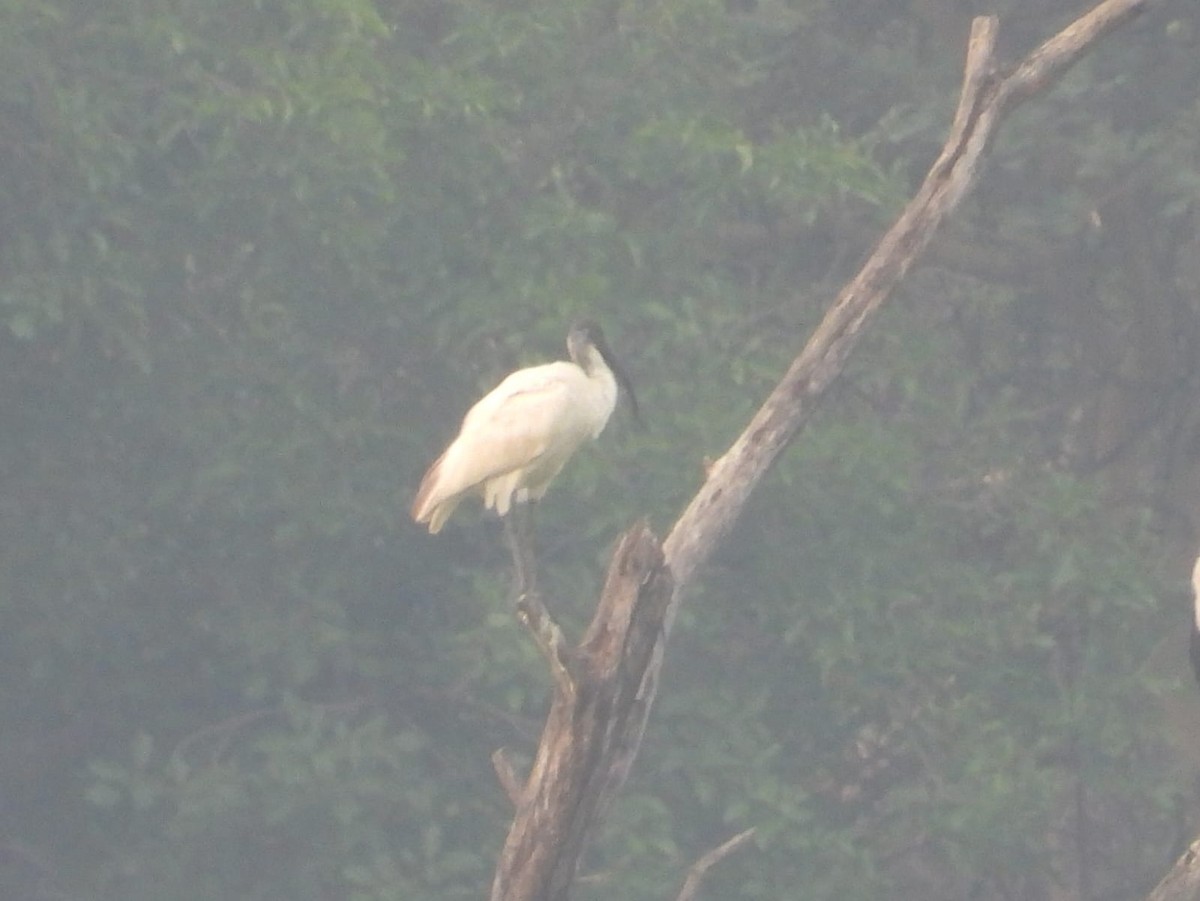 Black-headed Ibis - ML636602624