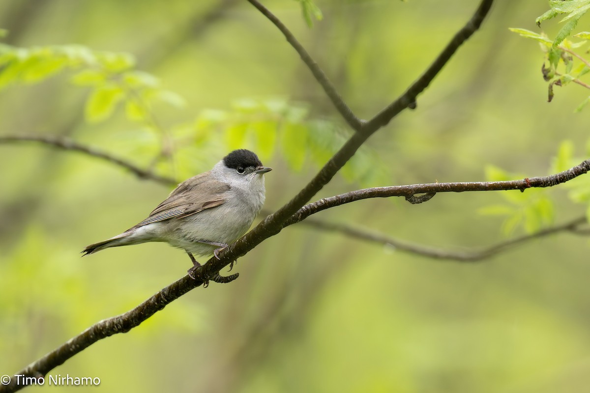 Eurasian Blackcap - ML636602633