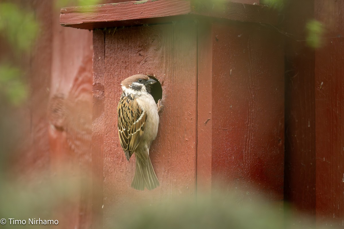 Eurasian Tree Sparrow - ML636602639