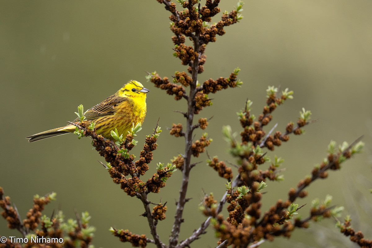 Yellowhammer - ML636602640