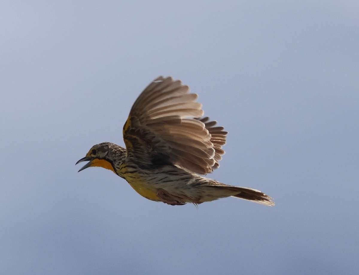 Pangani Longclaw - ML636602741