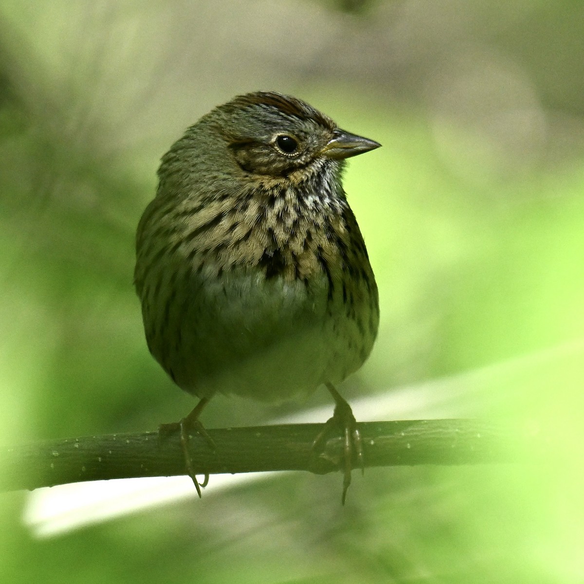 Lincoln's Sparrow - ML636602773