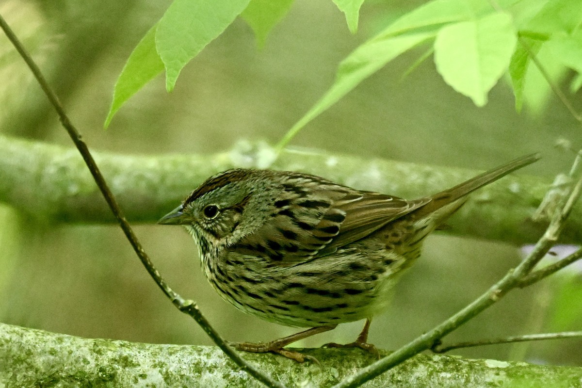 Lincoln's Sparrow - ML636602774