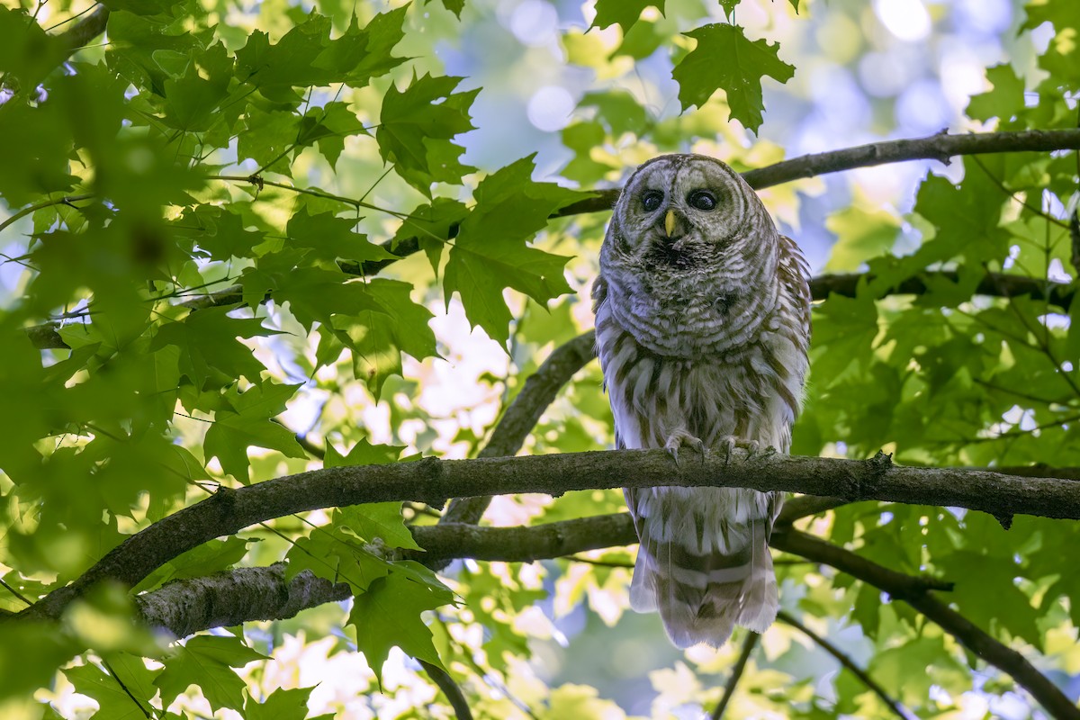 Barred Owl - ML636602781