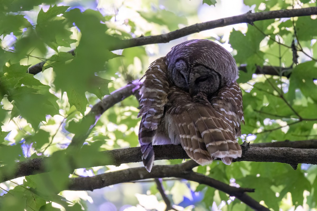 Barred Owl - ML636602787