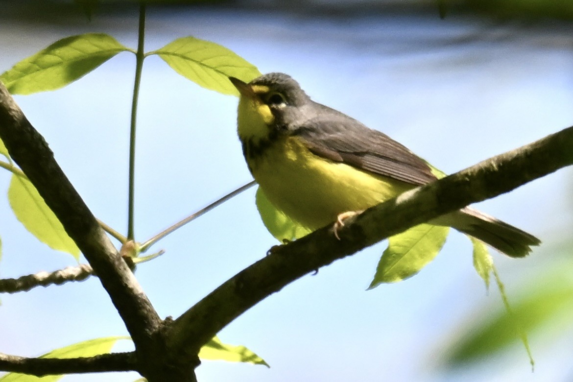 Canada Warbler - ML636602792