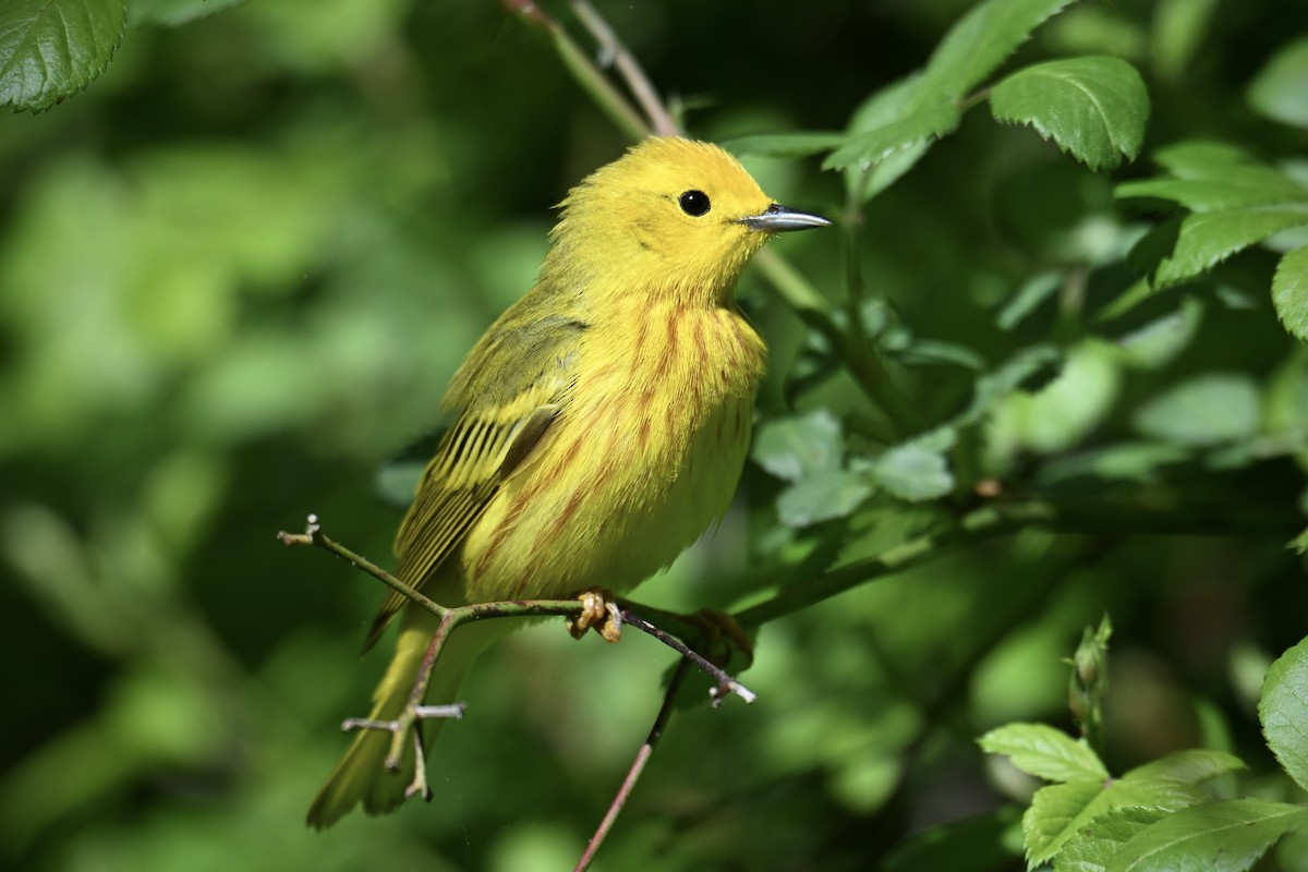 Yellow Warbler - ML636602799