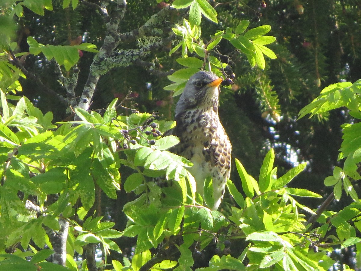 Fieldfare - ML636602800