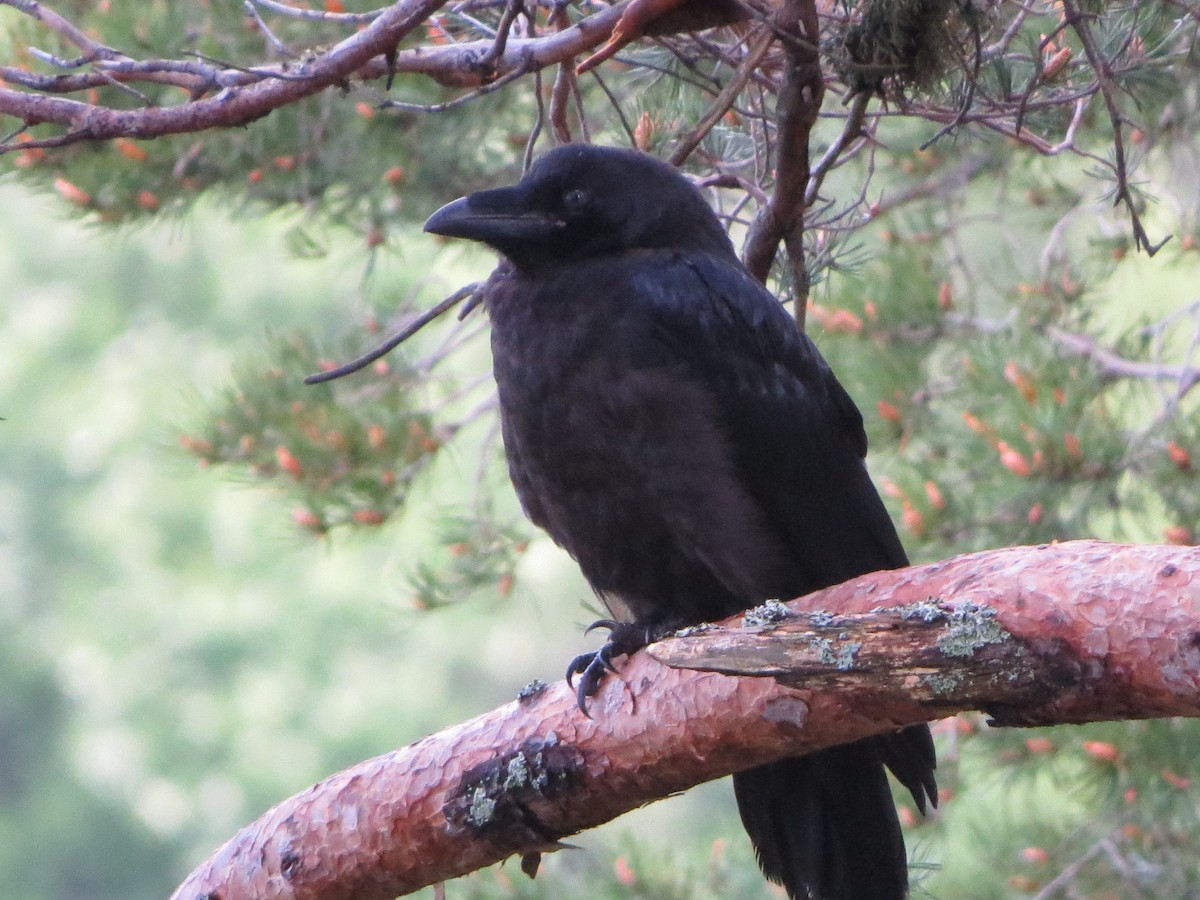 Common Raven - ML636602817