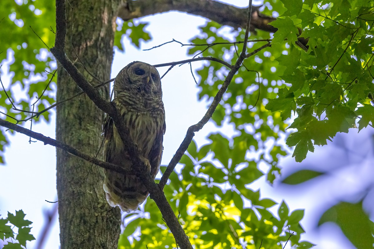Barred Owl - ML636602838