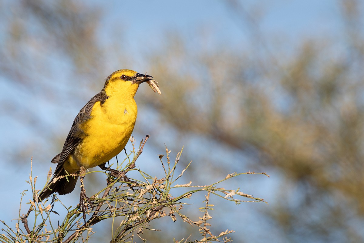 Saffron-cowled Blackbird - ML636602854