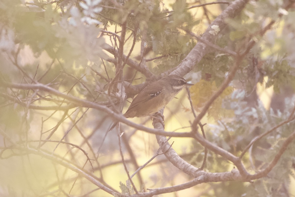 White-browed Scrubwren (White-browed) - ML636602902