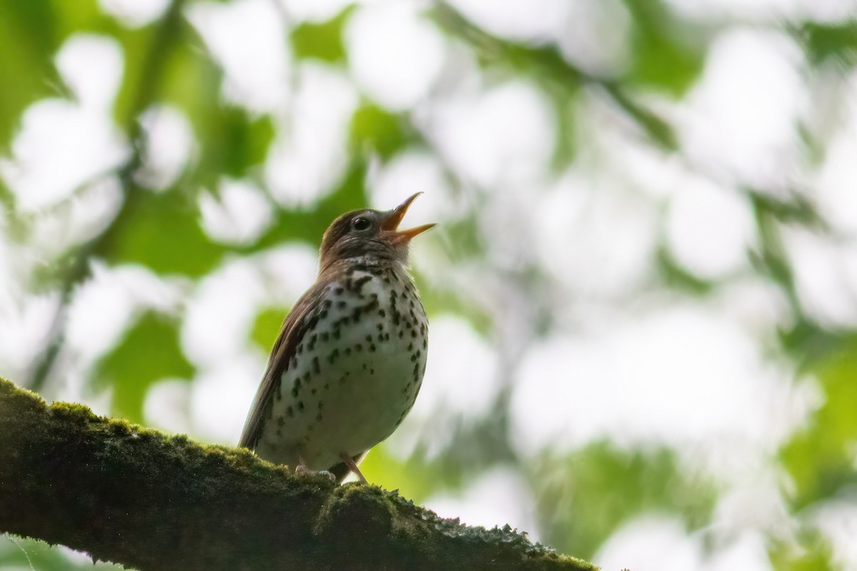 flekkskogtrost - ML636602953