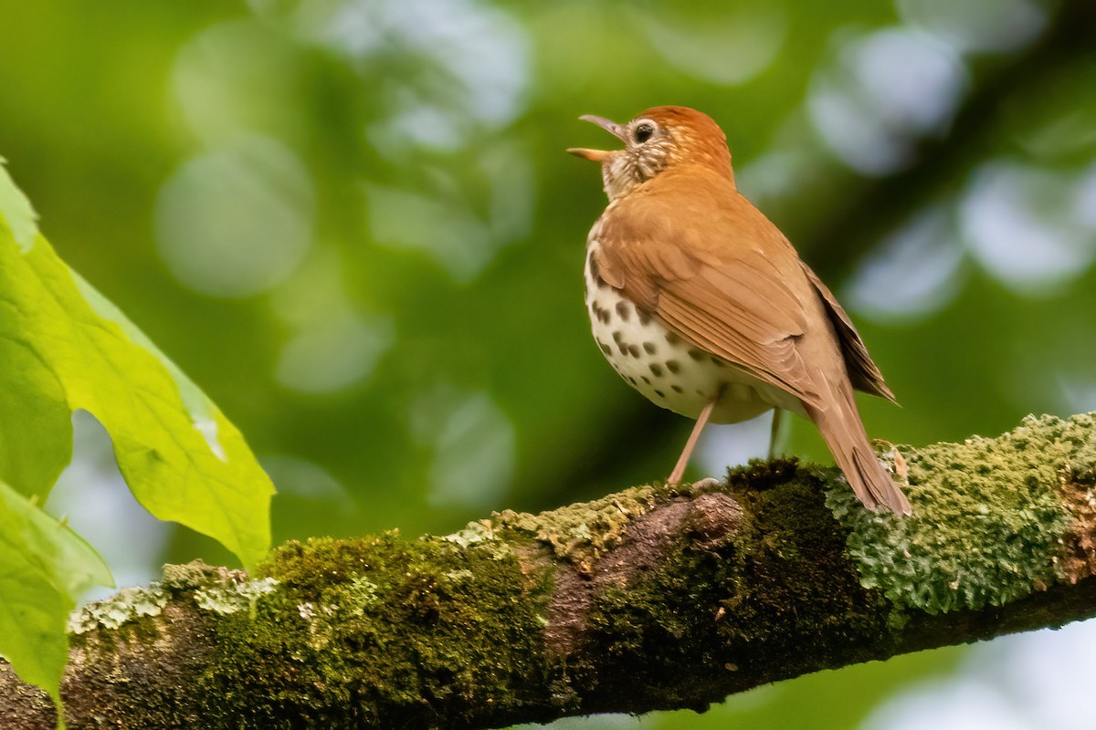 flekkskogtrost - ML636602954