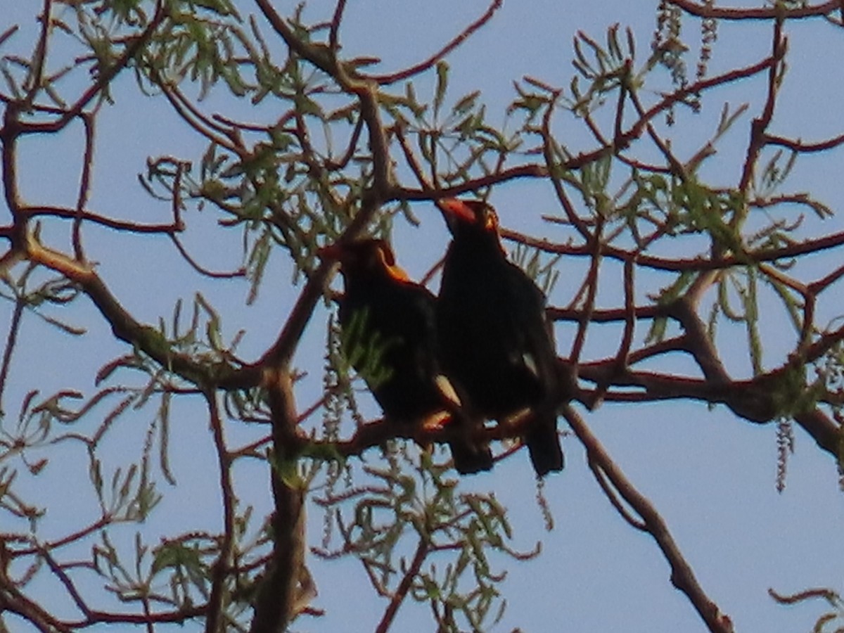 Tenggara Hill Myna - ML636602966