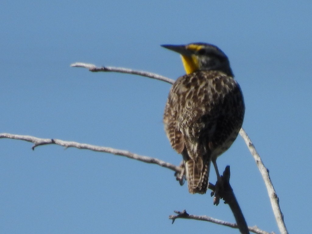 Western Meadowlark - ML636603032