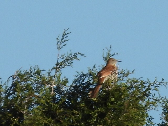 Brown Thrasher - ML636603039