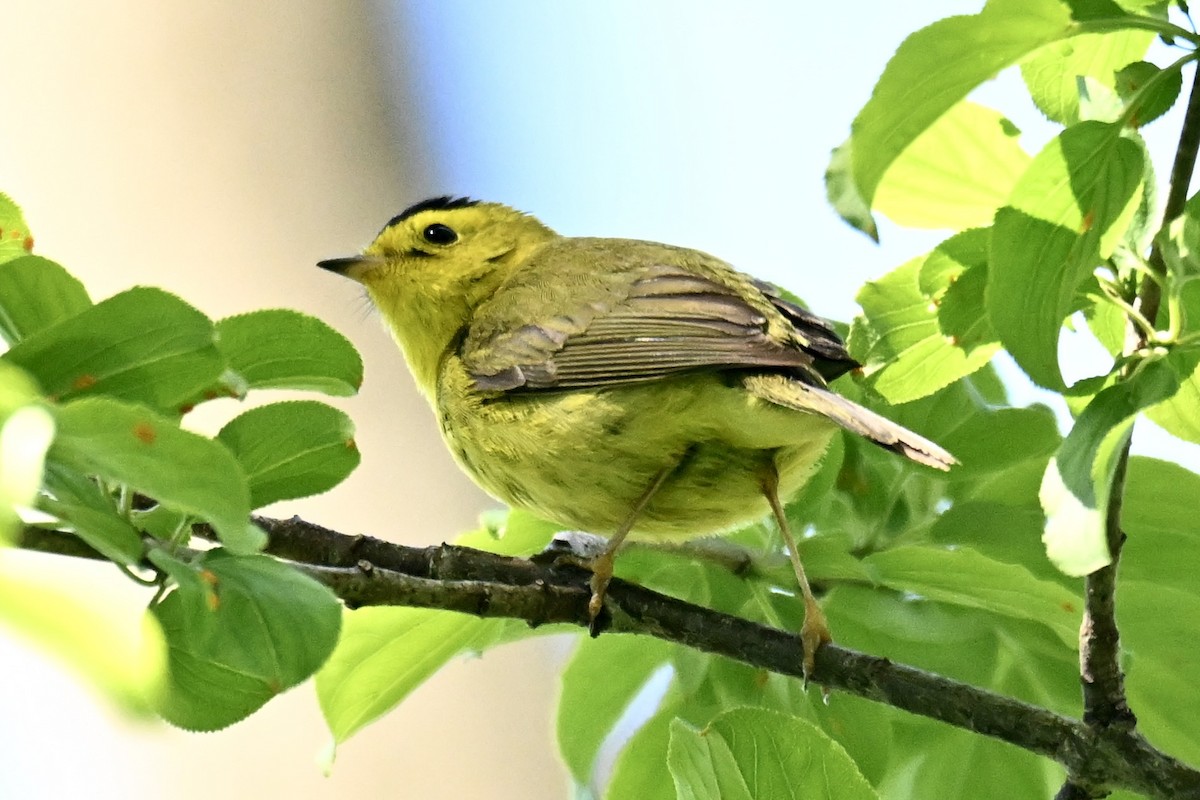 Wilson's Warbler - ML636603188