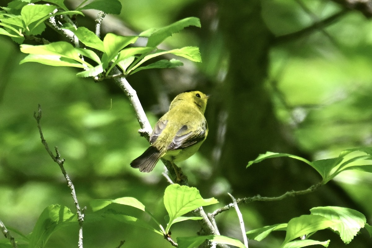 Wilson's Warbler - ML636603201