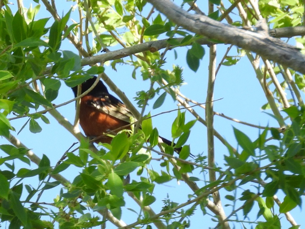 Spotted Towhee - ML636603246
