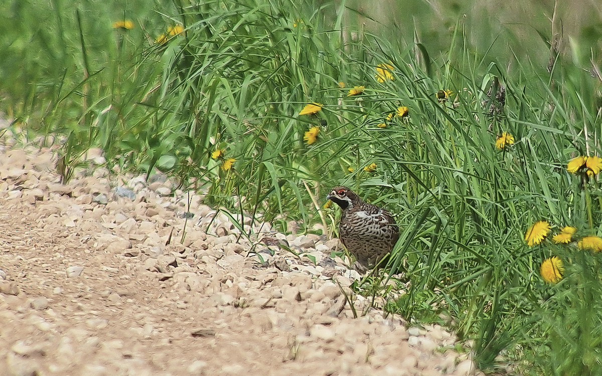 エゾライチョウ - ML636603249