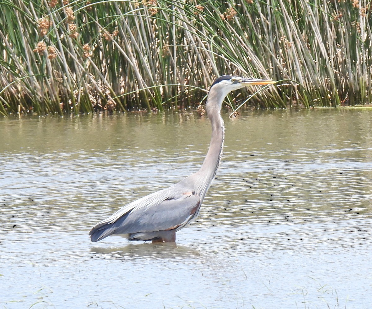 Great Blue Heron - ML636603279