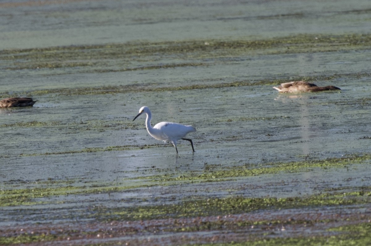 Snowy Egret - ML636603346