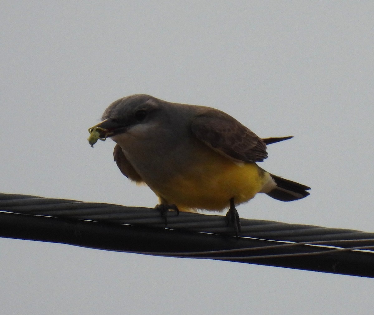 Western Kingbird - ML636603583