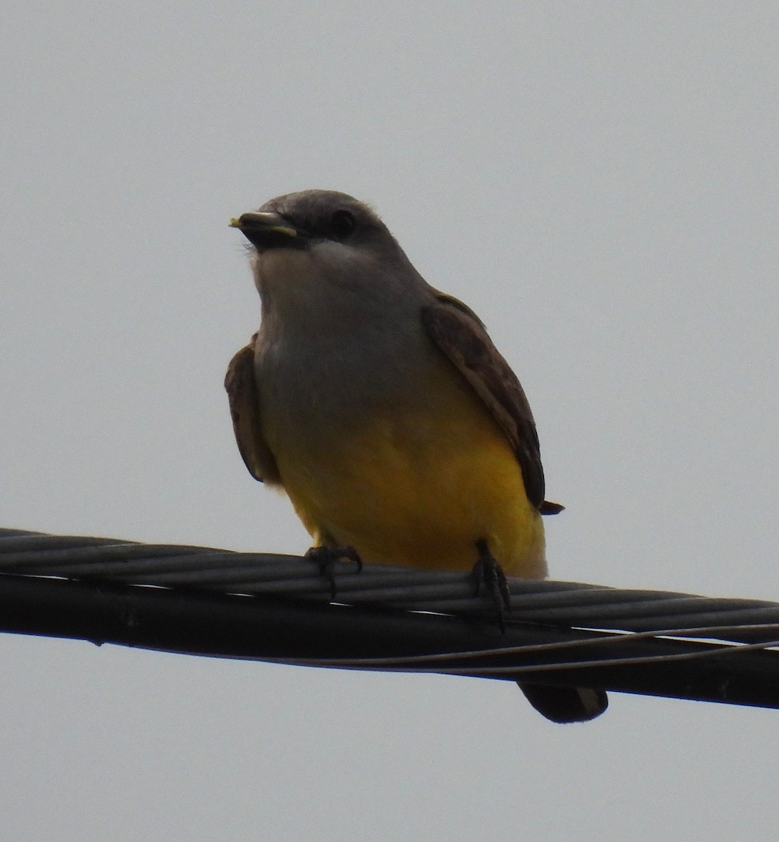 Western Kingbird - ML636603584