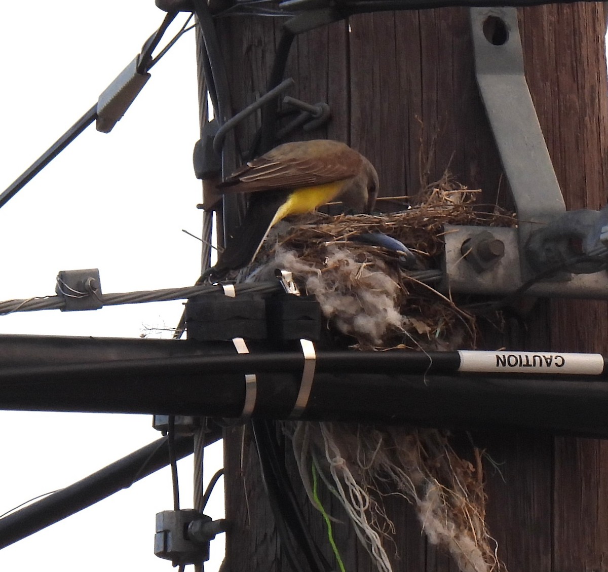 Western Kingbird - ML636603591