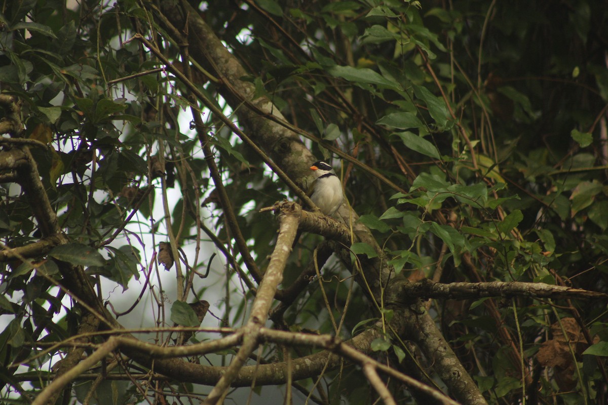 Saffron-billed Sparrow (Saffron-billed) - ML636603643