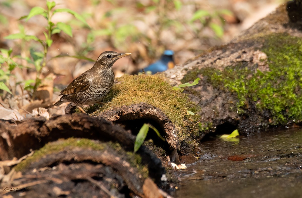 Pied Thrush - ML636603654