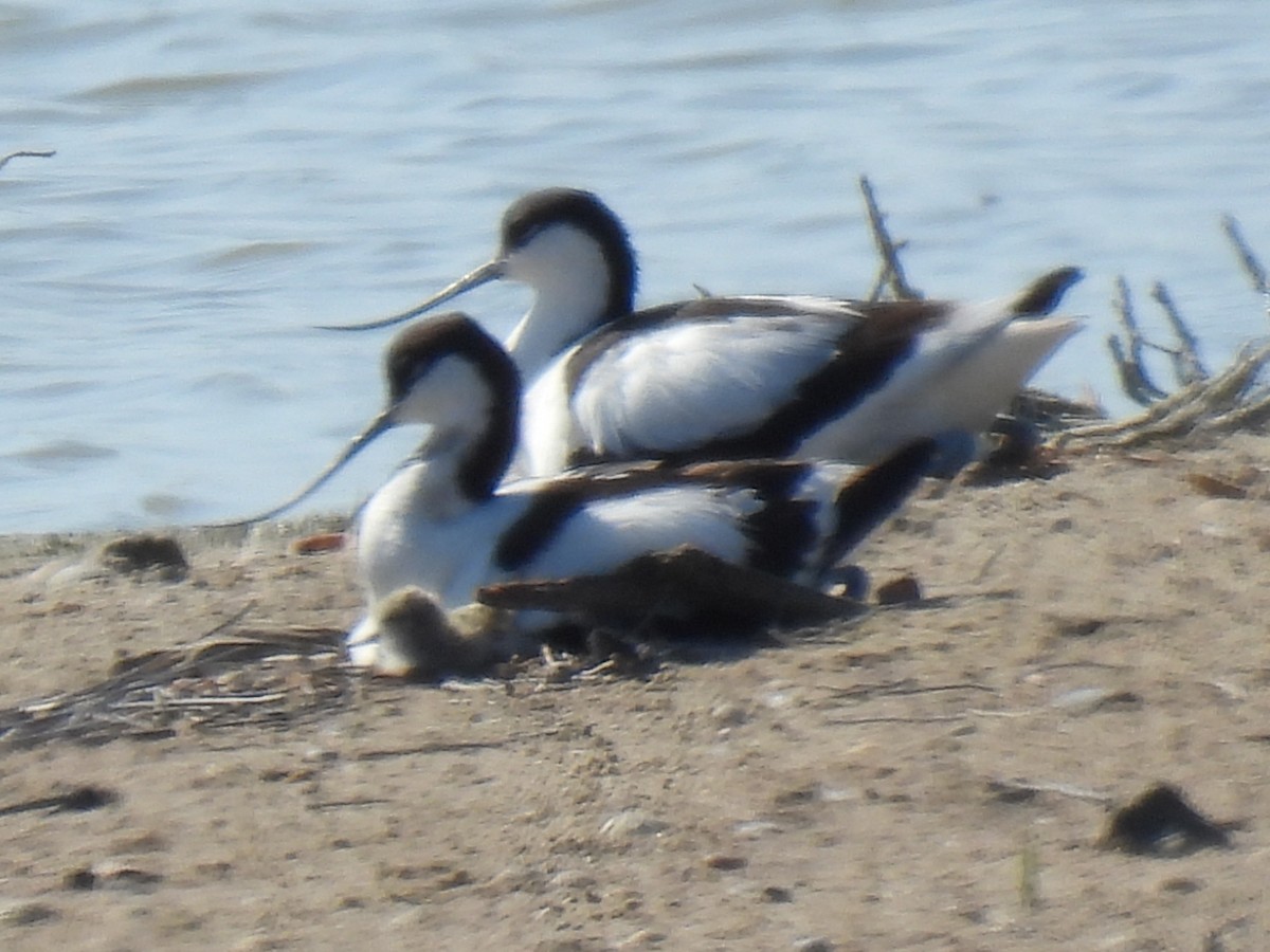 Pied Avocet - ML636603667