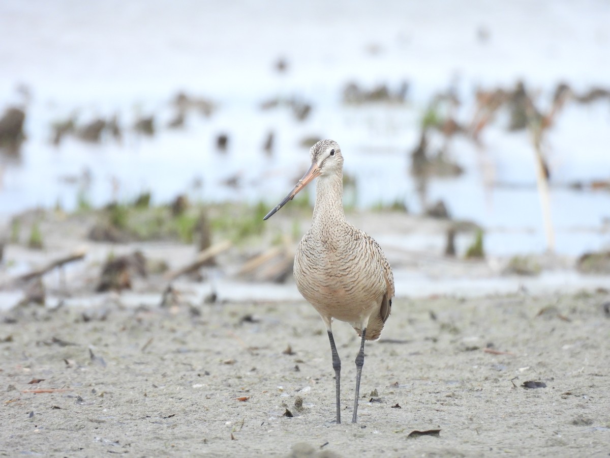Marbled Godwit - Deborah Macauley