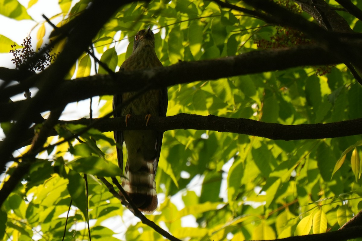 Hodgson's Hawk-Cuckoo - ML636603734