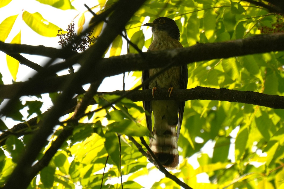 Hodgson's Hawk-Cuckoo - ML636603735