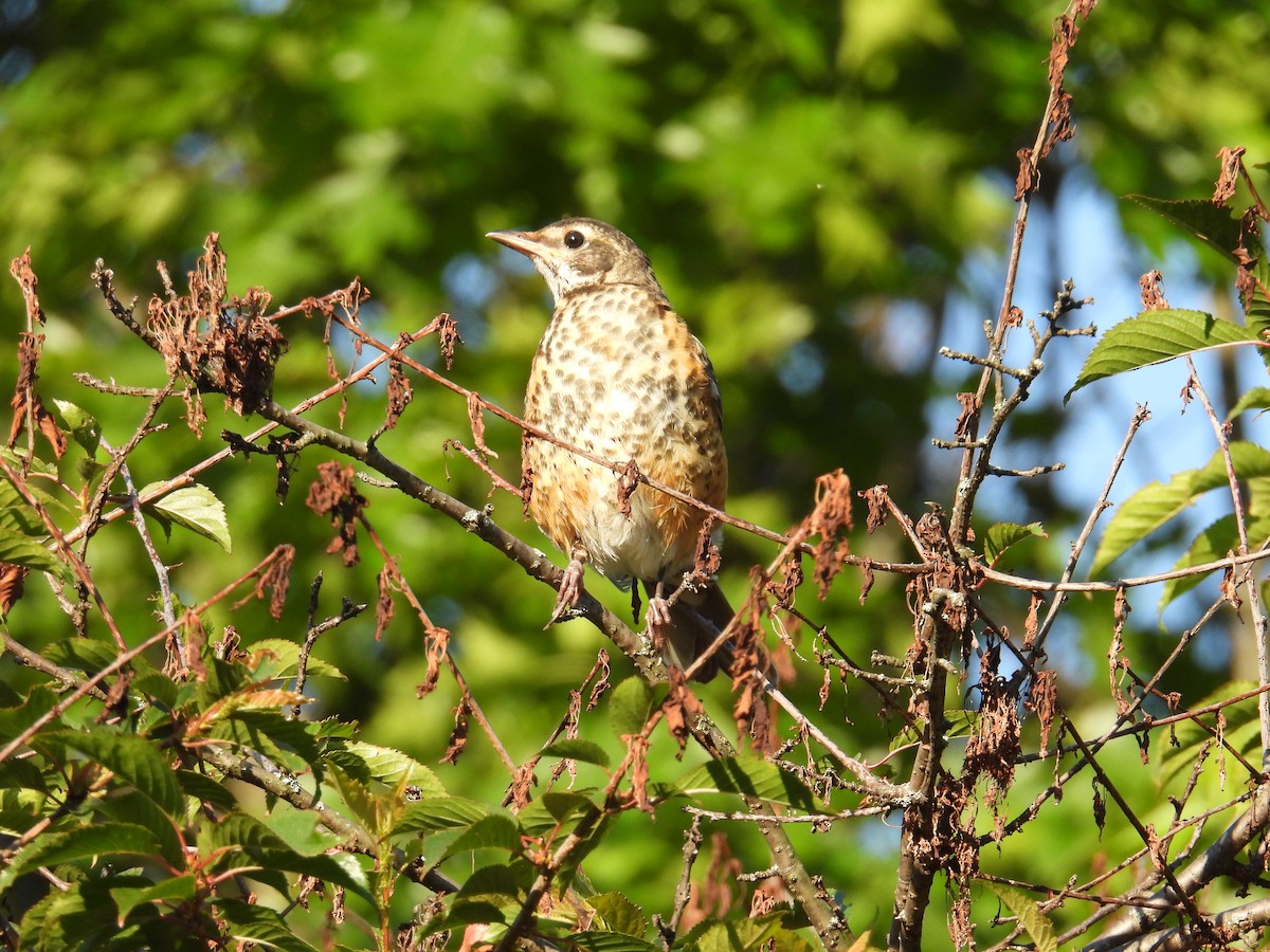 Zozo papargorria - ML636603787