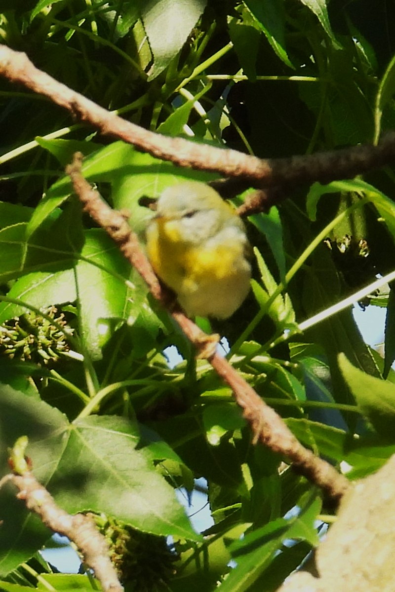 Northern Parula - ML636603795
