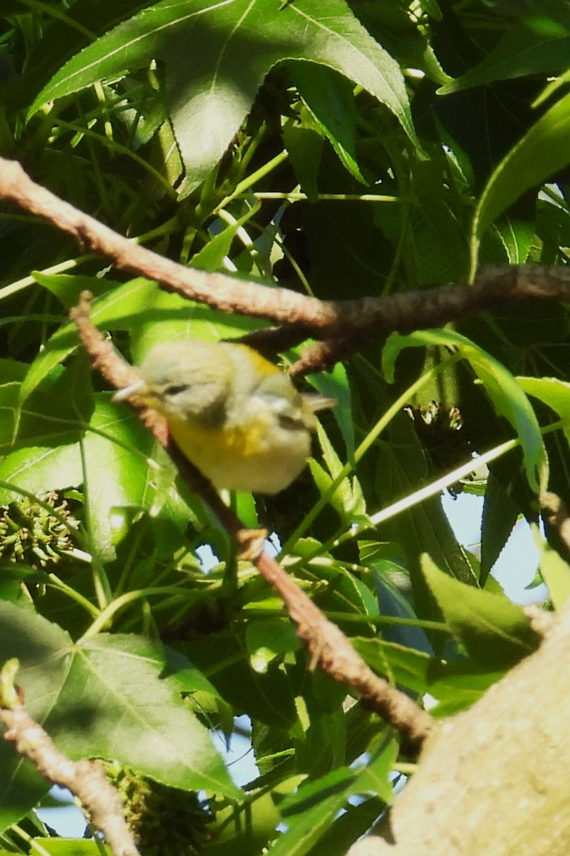 Northern Parula - ML636603796