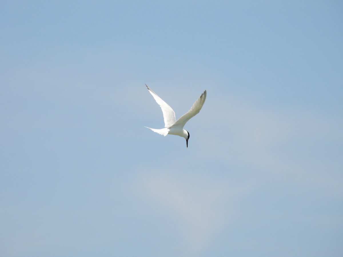 Sandwich Tern - ML636603806