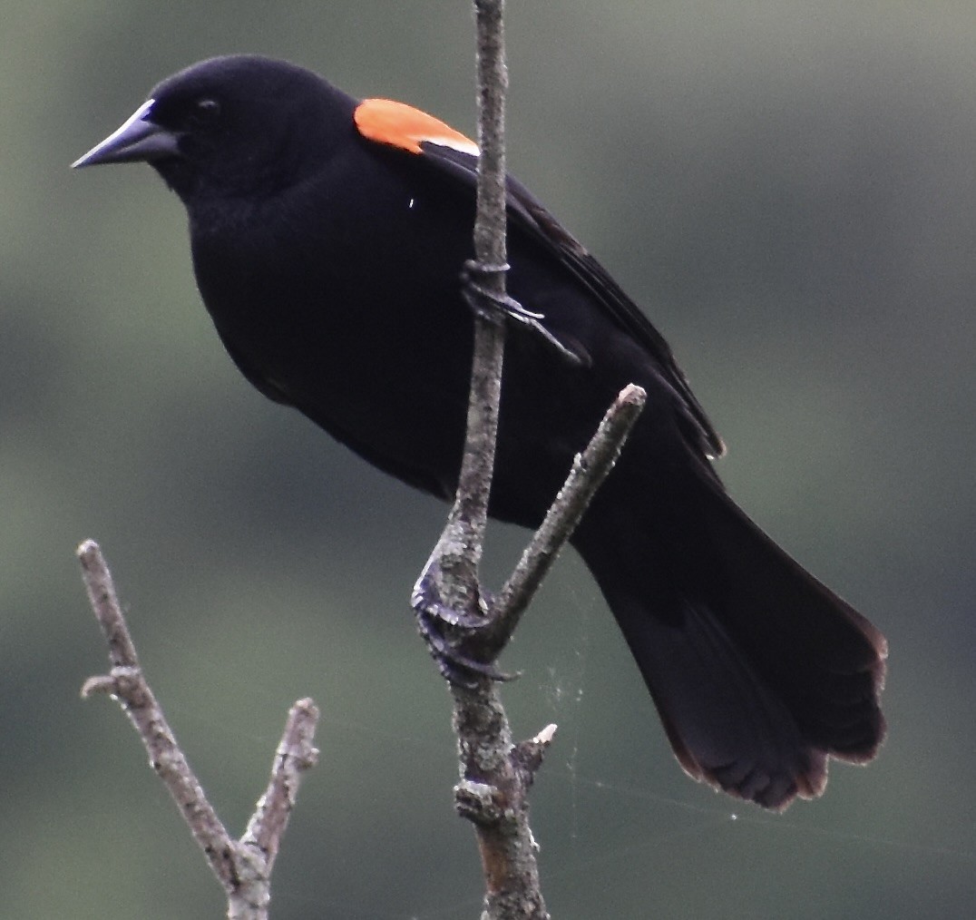 Red-winged Blackbird - ML636603923