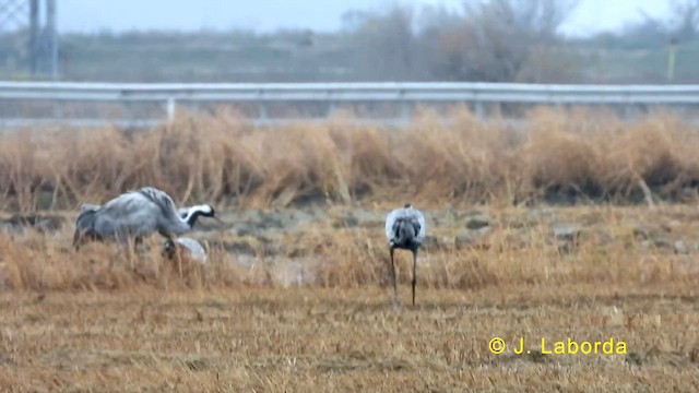 Common Crane - ML636603980