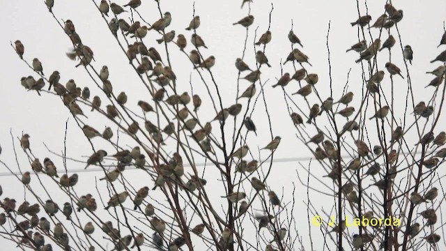 House Sparrow - ML636604014