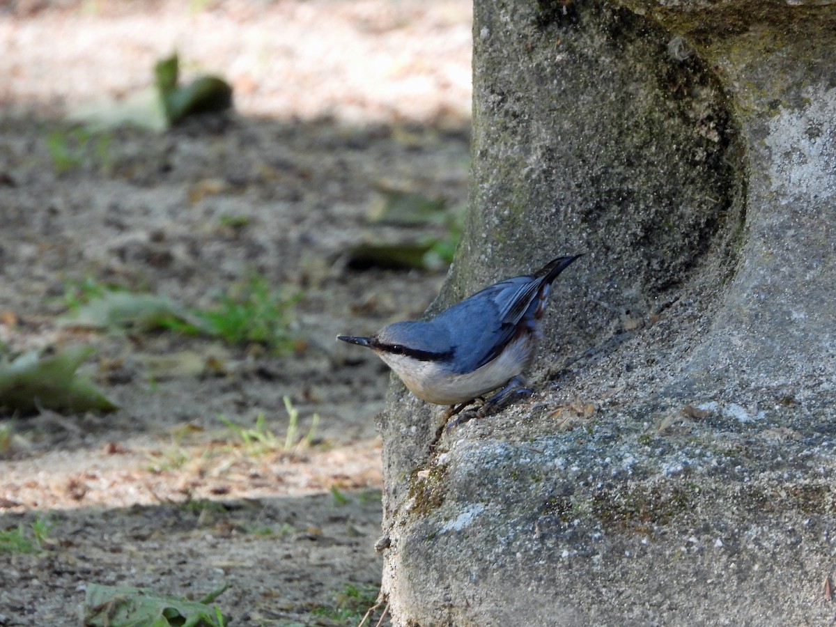 Eurasian Nuthatch (Western) - ML636604079