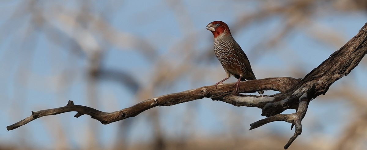 Red-headed Finch - ML636604110